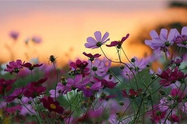 怎样让自己的微信账号又靓又短又好记?